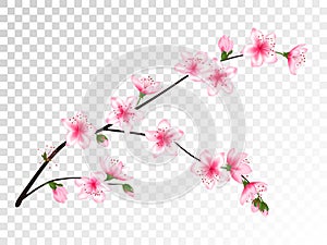 Chinese cherry branch with flowers illustration.