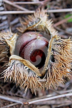 Chinese chestnut, Castanea mollissima