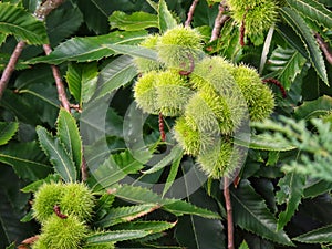 Chinese chestnut spikey shells