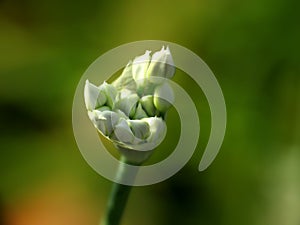 Chinese Chives Flower Buds