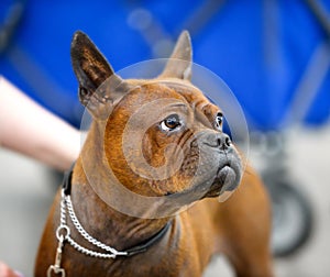 Chinese Chongqing Dog portrait close-up photo