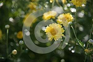 Chinese chrysanthemum flower in the garden