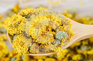The Chinese chrysanthemum flower tea - Dried chrysanthemum buds for herbal tea on wooden spoon background
