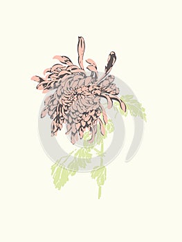 Chinese chrysanthemum. Pink  Detailed Chrysanthemum flower Vector design. Pastel tone floral