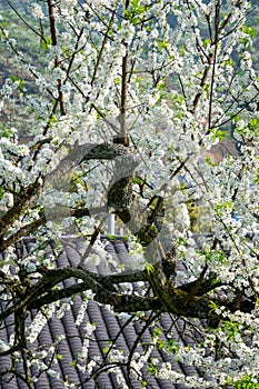 Chinese countryside House with White plum blossoms blooming warmly in spring sunny day