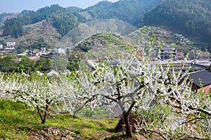 Chinese countryside House with White plum blossoms blooming warmly in spring sunny day