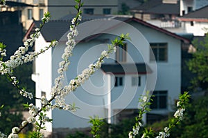 Chinese countryside House with White plum blossoms blooming warmly in spring sunny day