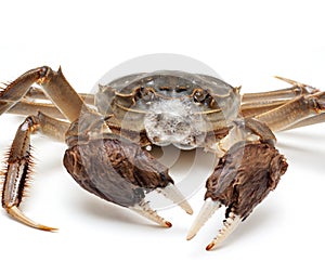 Chinese crab isolated on a white background