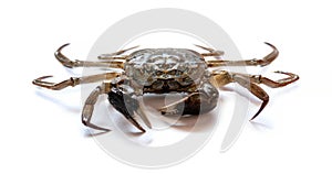 Chinese crab isolated on white background