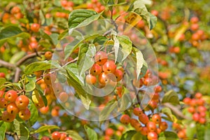 Chinese crabapple