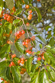 Chinese crabapple