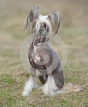 Chinese Crested