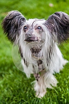 Chinese crested