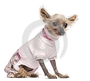 Chinese Crested Dog, 10 years old, dressed