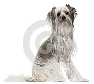 Chinese Crested Dog, 11 months old, sitting