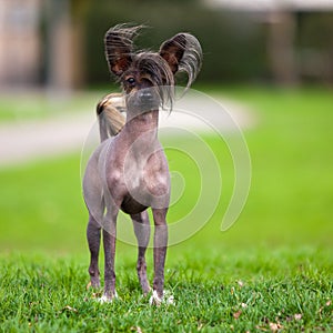 Chinese Crested Dog photo