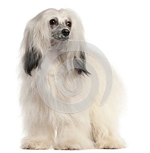 Chinese Crested Dog, 15 months old