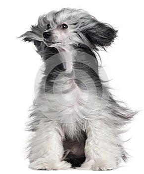 Chinese Crested Dog, 15 months old