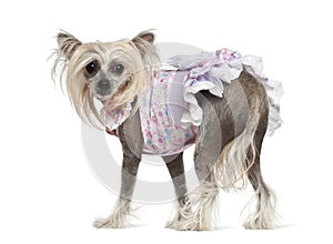 Chinese Crested Dog, 2 years old, standing