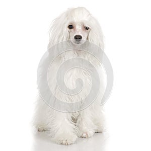 Chinese Crested Dog photo