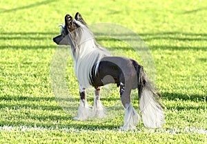 Chinese Crested dog