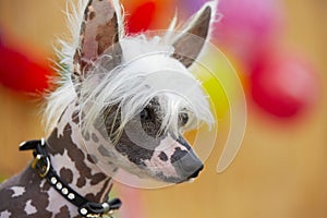 Chinese crested dog