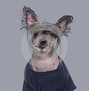 Chinese Crested Dog , 5 years old