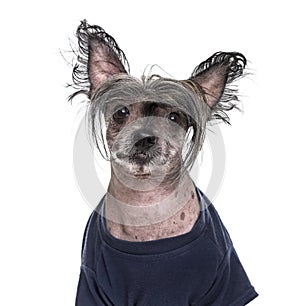 Chinese Crested Dog , 5 years old