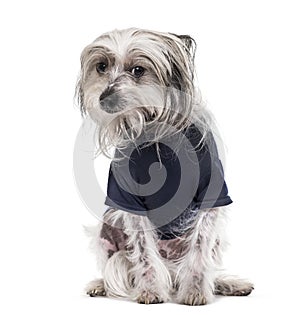 Chinese Crested Dog , 5 years old