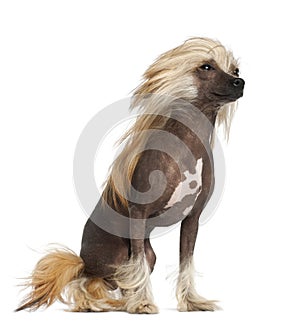 Chinese Crested Dog, 9 months old