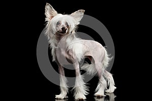 Chinese Crested Dog on a black background