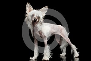 Chinese Crested Dog on a black background