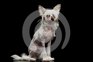 Chinese Crested Dog on a black background