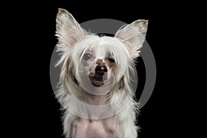 Chinese Crested Dog on a black background