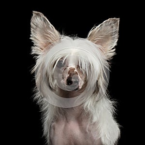 Chinese Crested Dog on a black background