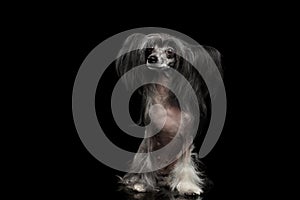 Chinese Crested Dog on a black background