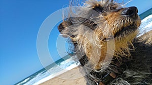 Chinese crested dog close up on beach
