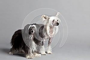 Chinese Crested Dog Couple