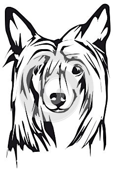 Chinese Crested Dog Dog head vector