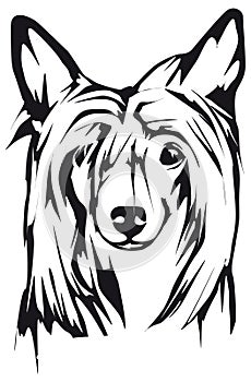 Chinese Crested Dog Dog head vector photo