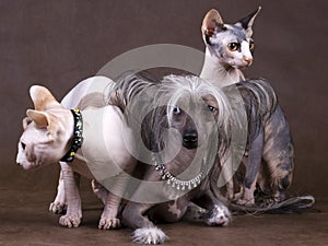 Chinese Crested Dog, Don Sphynx and Peterbald