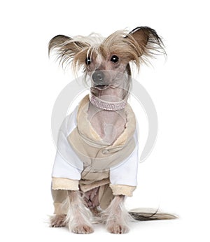 Chinese Crested Dog dressed up, 1 year old