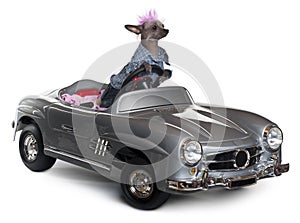 Chinese Crested dog driving convertible