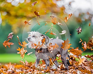 Chinese Crested Dog in falling autumn fall leaves