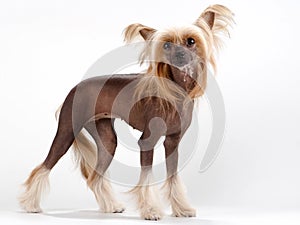 Chinese Crested Dog female