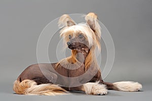 Chinese Crested Dog female