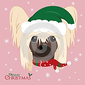 Chinese Crested Dog with green Santas hat and a woolen scarf for winter