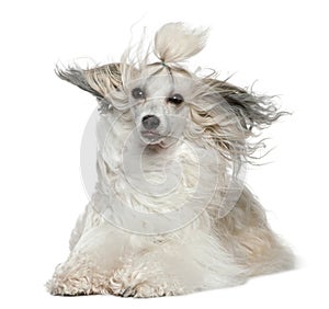 Chinese Crested Dog with hair in the wind