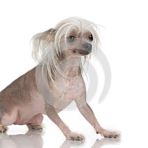 Chinese Crested Dog - Hairless