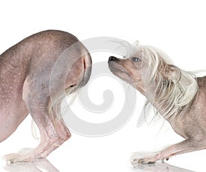 Chinese Crested Dog - Hairless